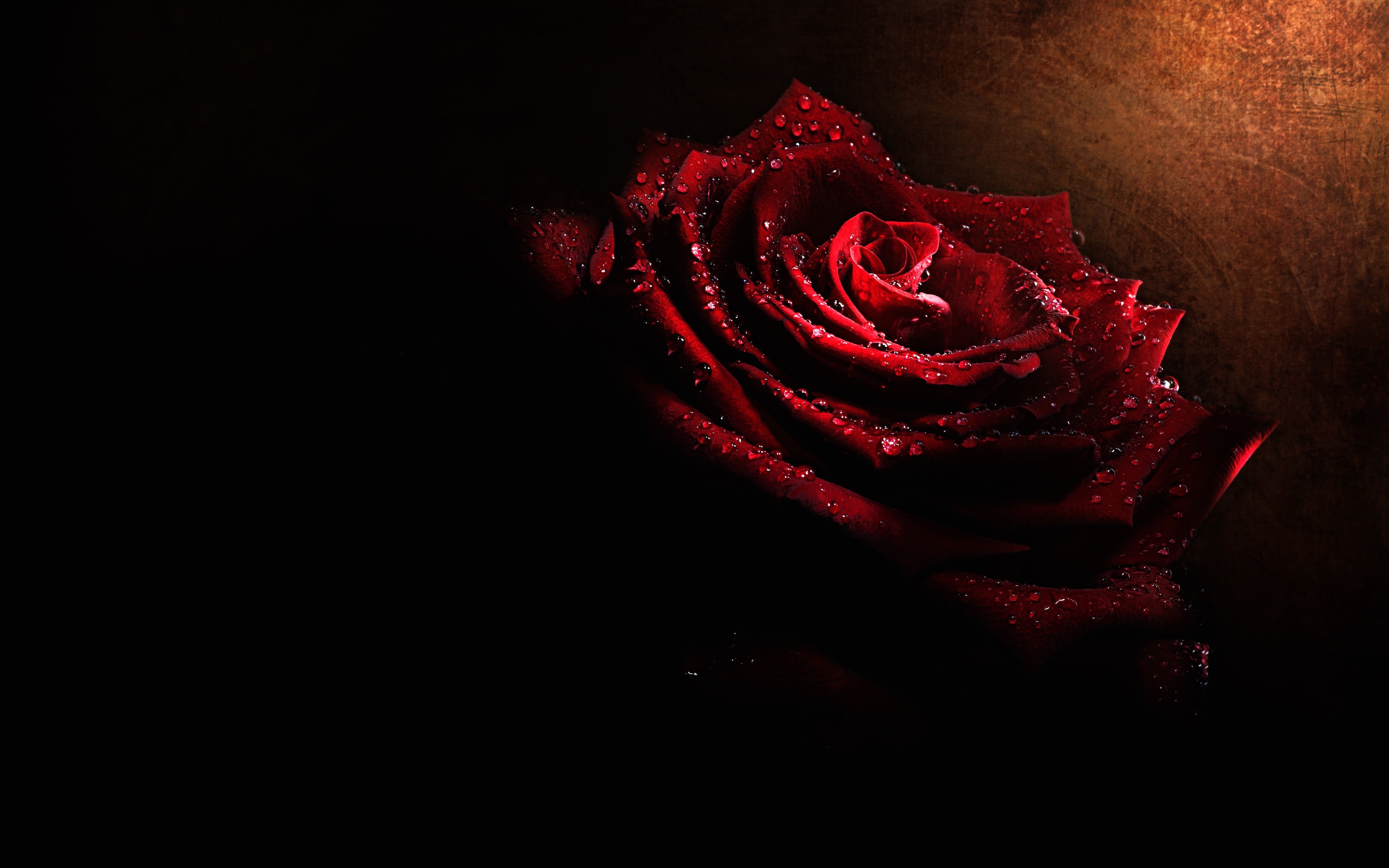 Темно алые розы а на душе лишь. Розы на темном фоне. Красивые розы на темном фоне.