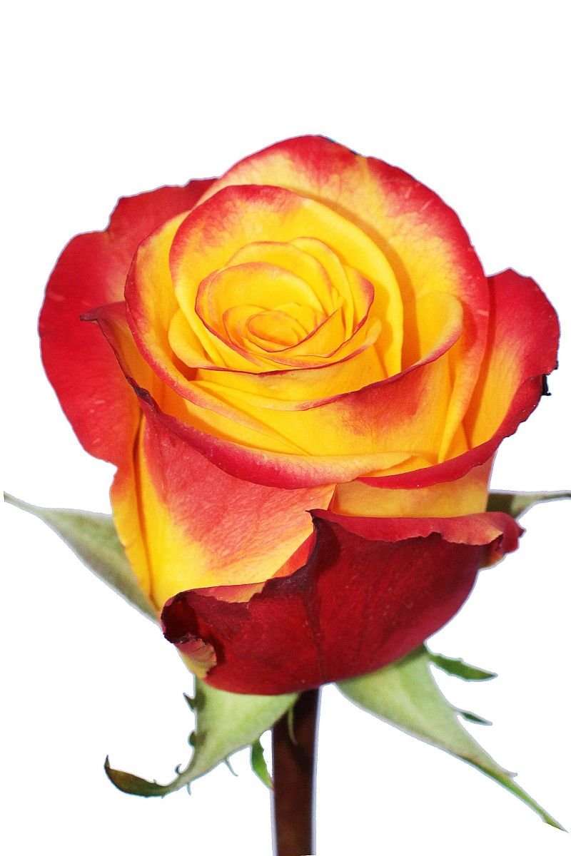 Оранжевая роза эквадор
