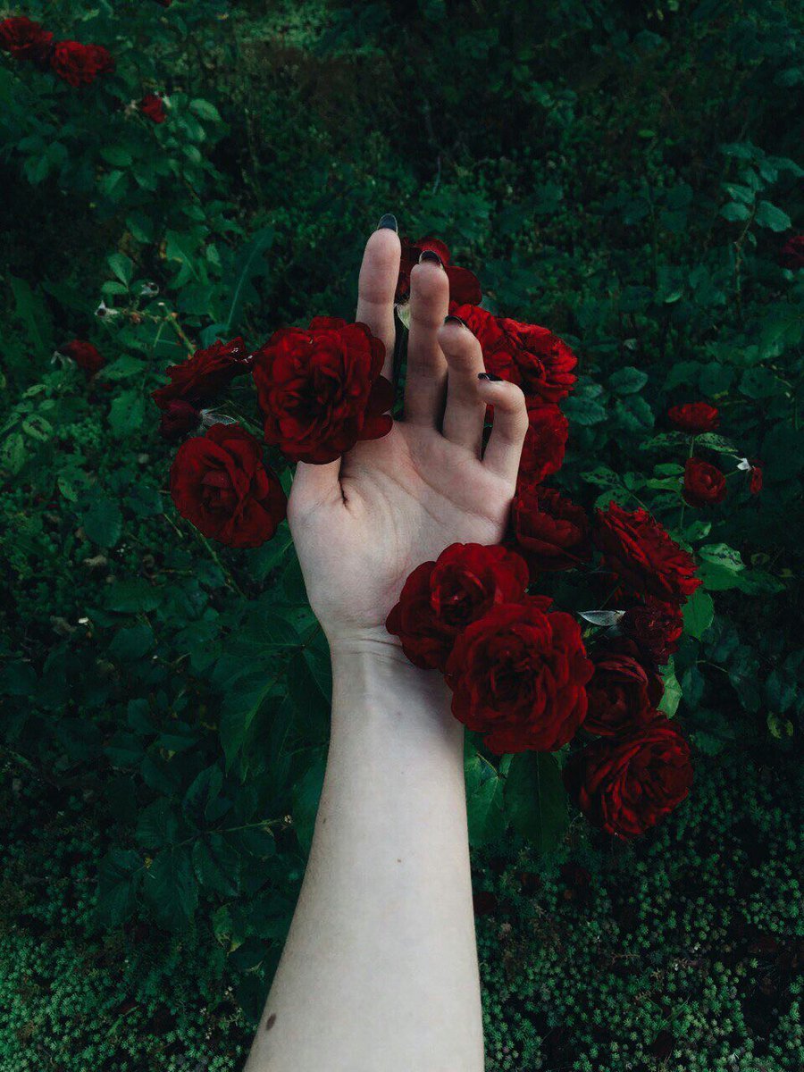Красный цветок в руке