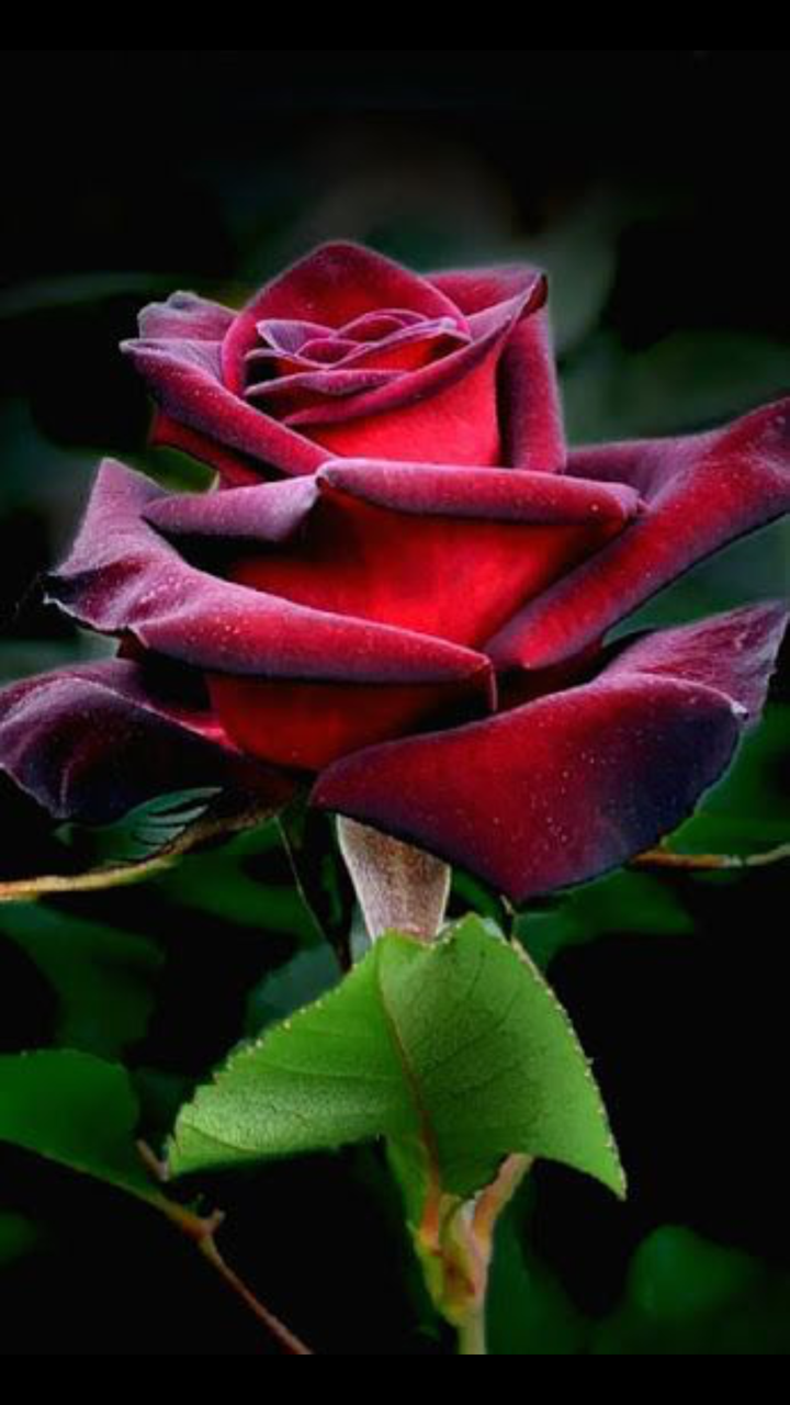 Самые красивые розы