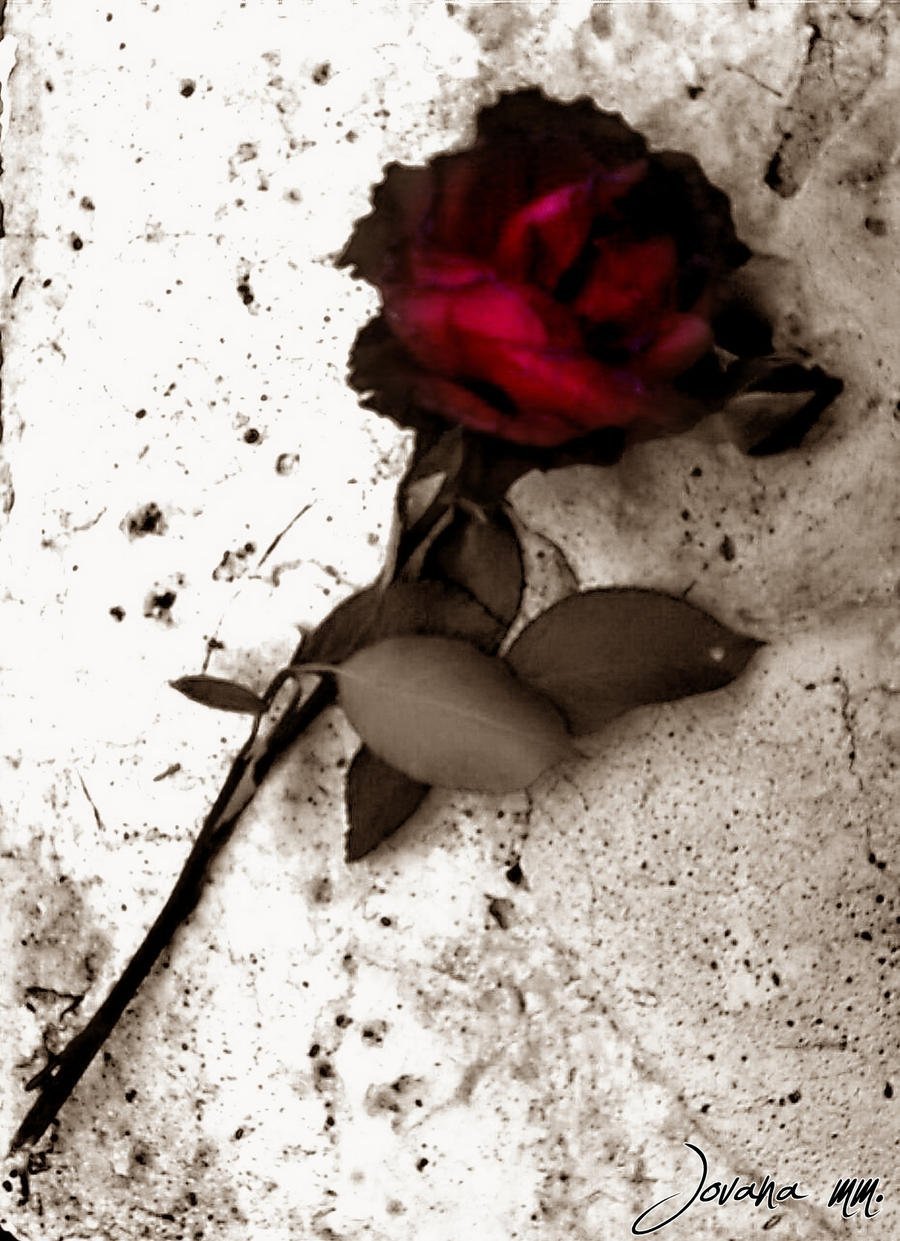 Смерть с розой