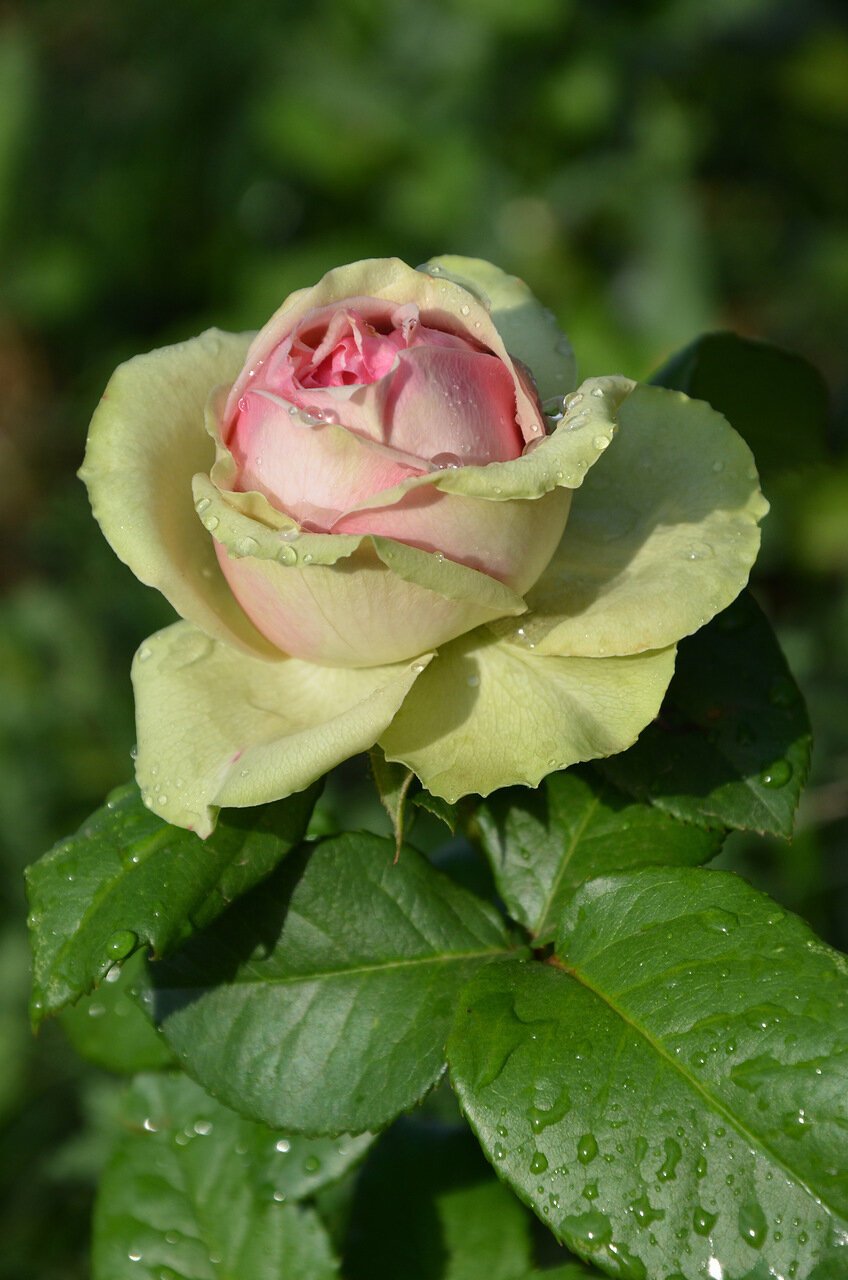 Роза с зеленой каймой