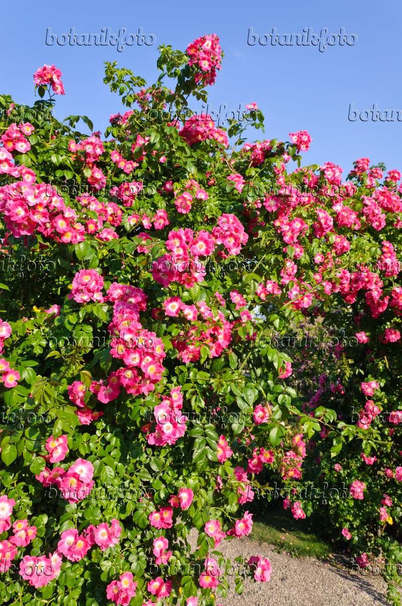 Плетистая мелкоцветковая роза сорт American Pillar