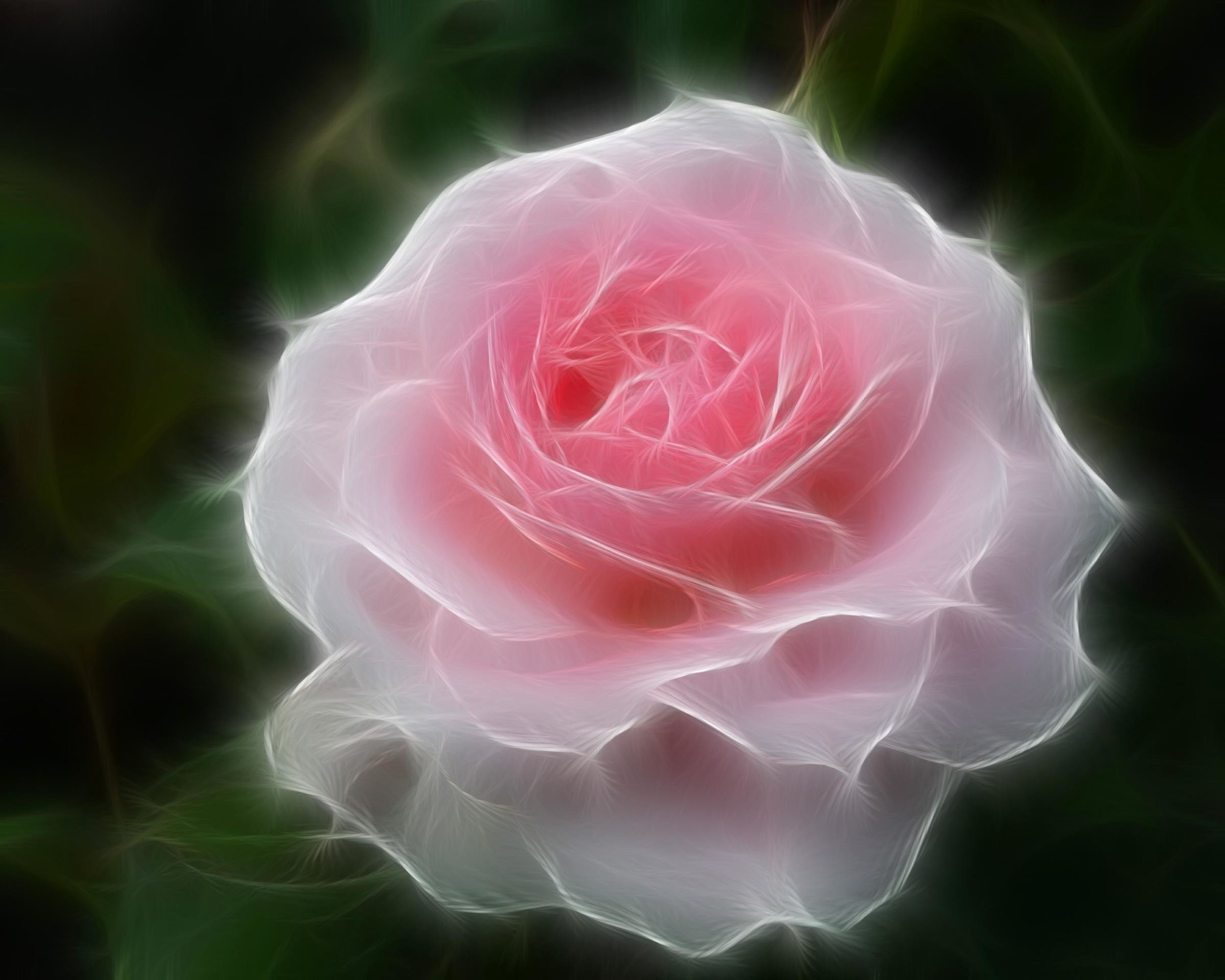 Rose is beautiful. Розы. Красивые розы. Пышные розы.