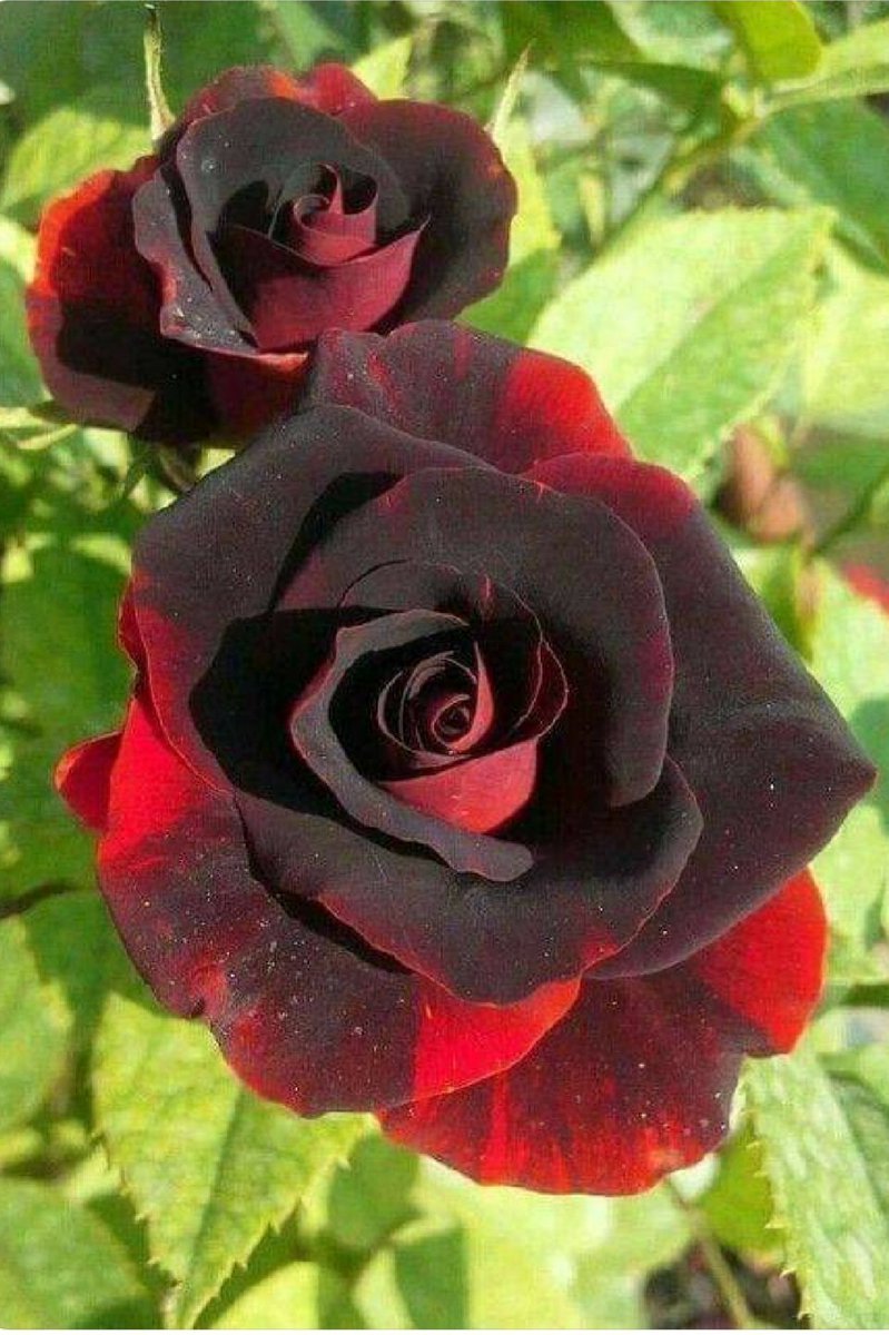 Черная плетистая роза