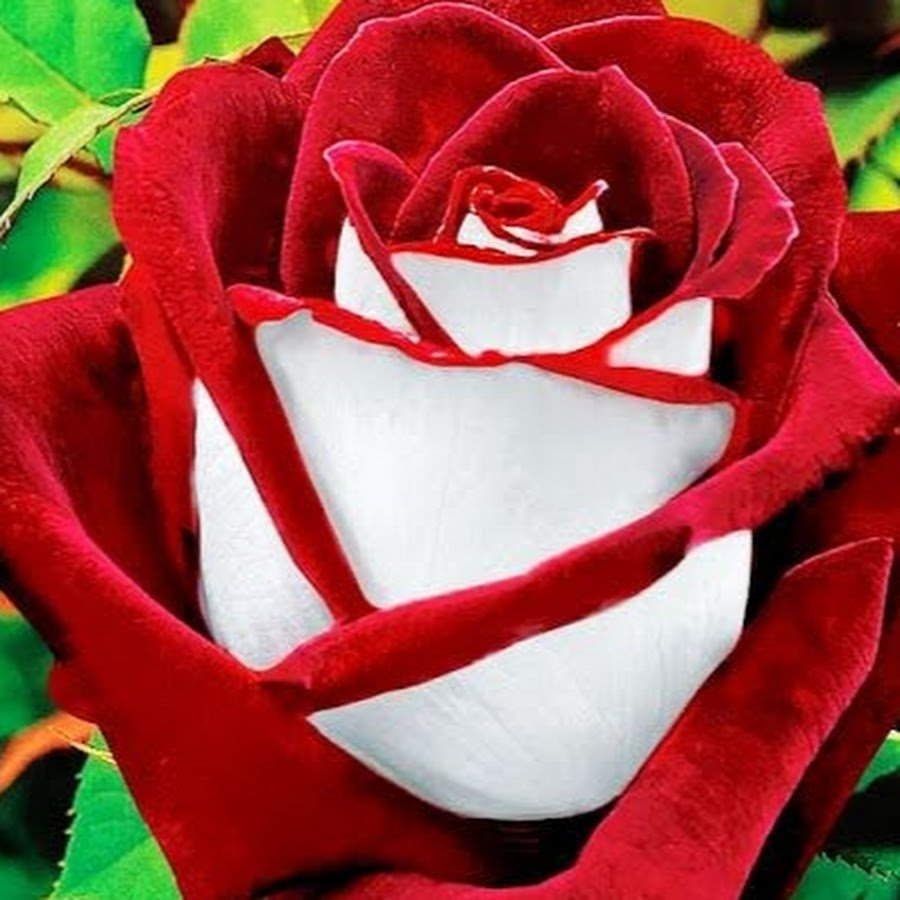 Роза роза чайно гибридная Осирия