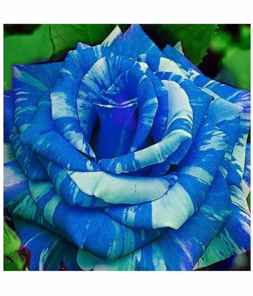 Семена роза синий дракон