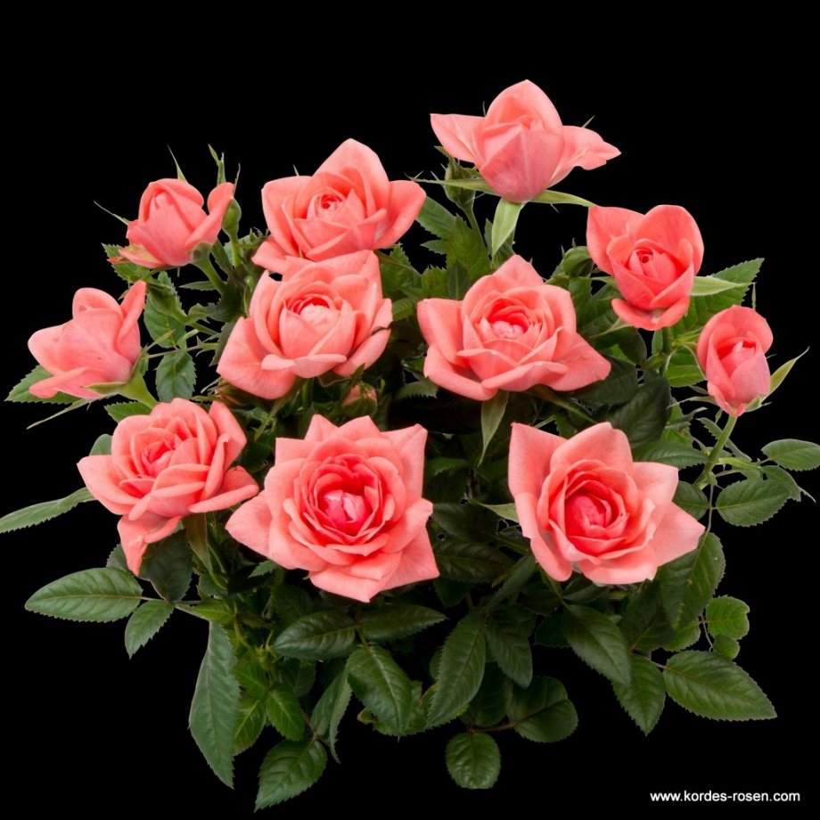 Горшечная белая роза Кордана