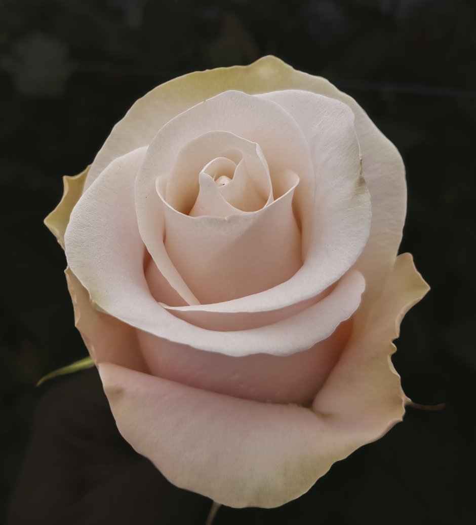 Роза сорт - Pomarosa
