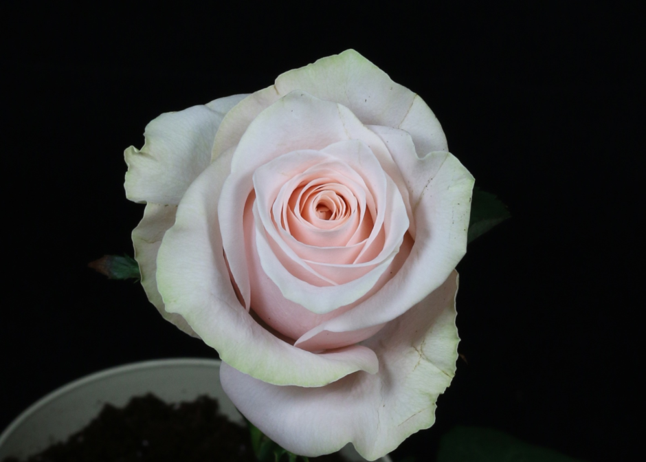 Pomarosa роза Эквадор