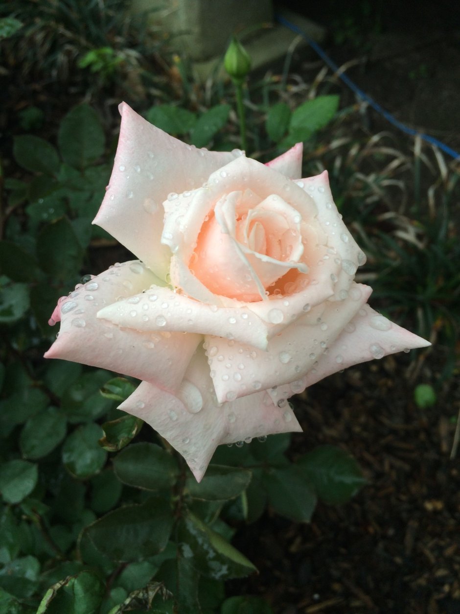 Роза помароса Эквадор