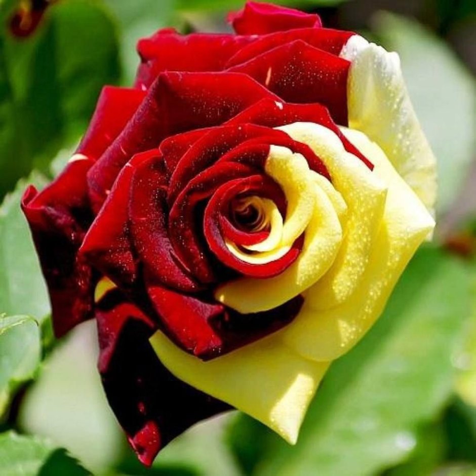 Роза помароса Эквадор