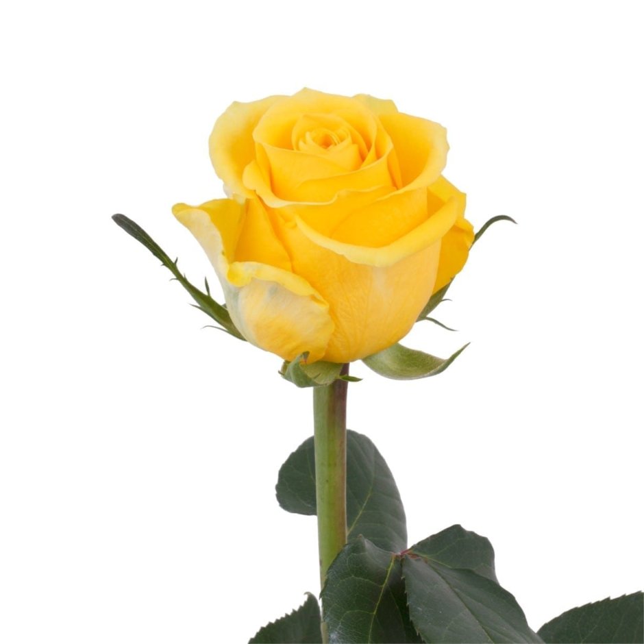 Роза одноголовая Эквадор