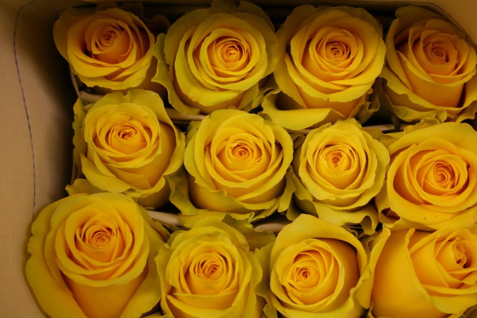 Сорта роз срезка Эквадор