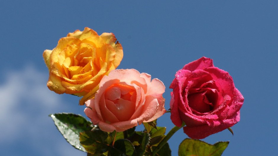 Роза Parmida