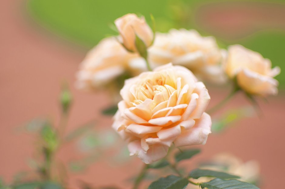 Роза кустовая нежно-персиковая