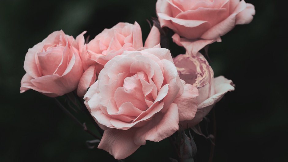 Роза флорибунда куст