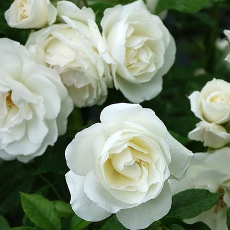 Айсберг Клайминг плетистые розы