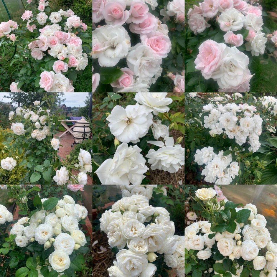Белые плетистые розы сорта