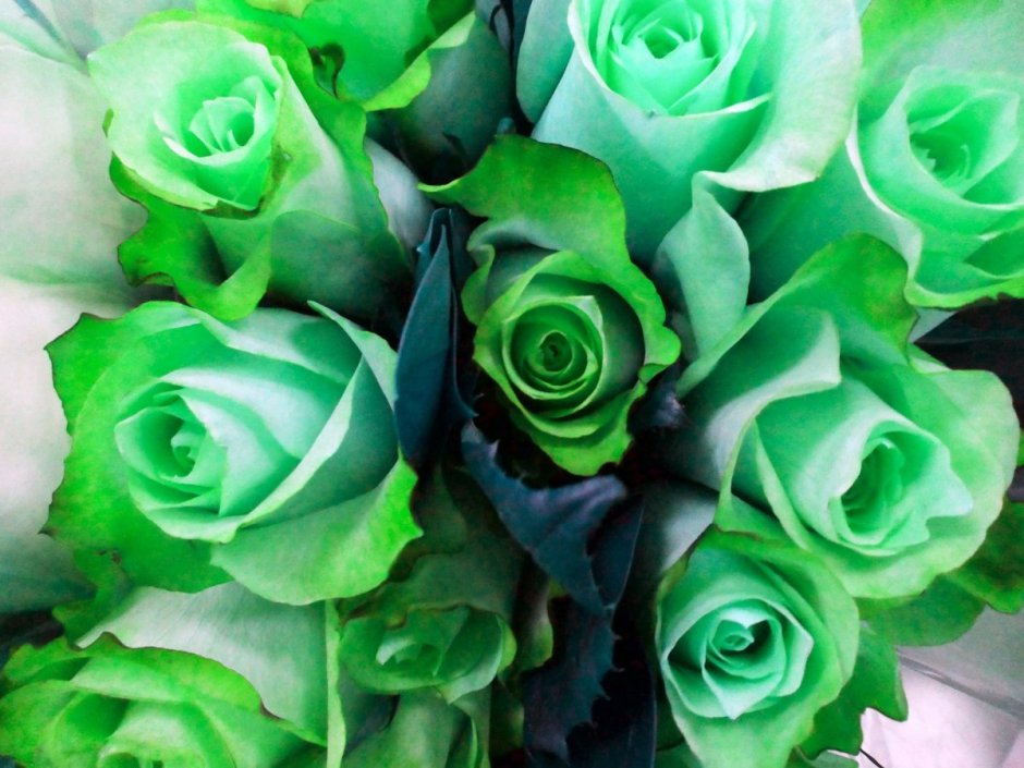 Грин Даймонд Green Diamond роза