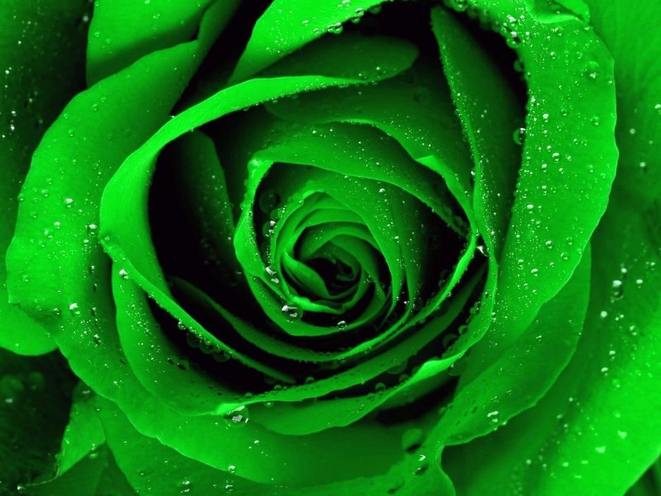 Светло зеленые розы