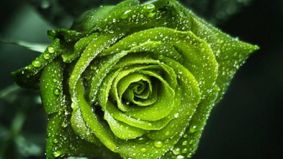 Зеленая роза арт