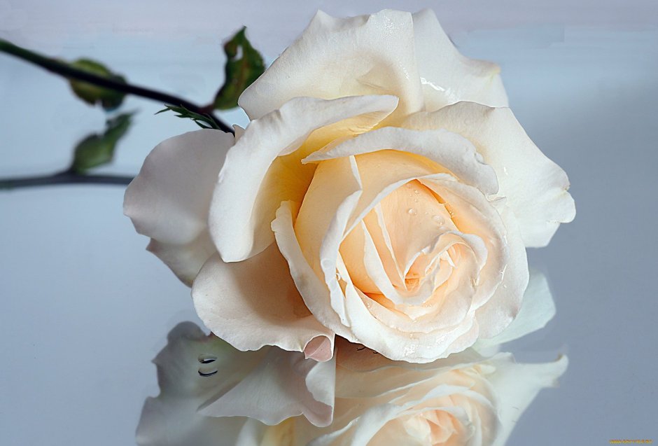 Белые и кремовые розы