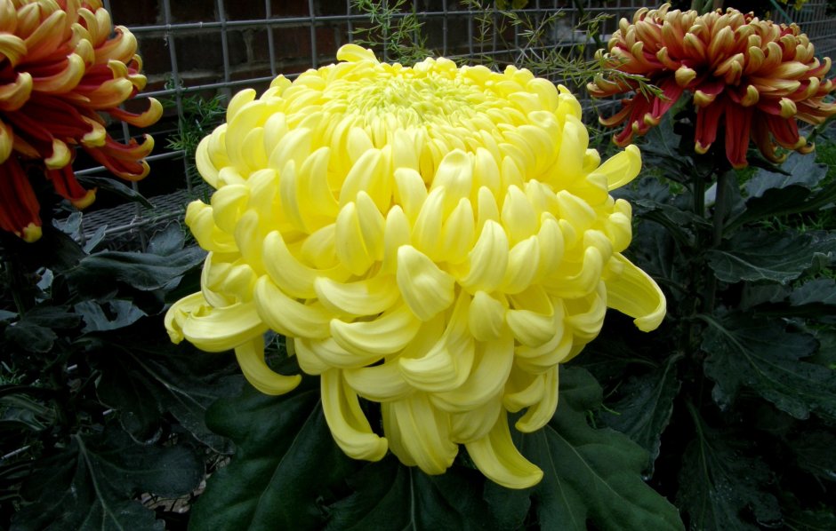 Хризантема крупноцветковая дипломат