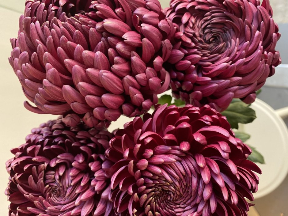 Хризантема Bigoudi Purple