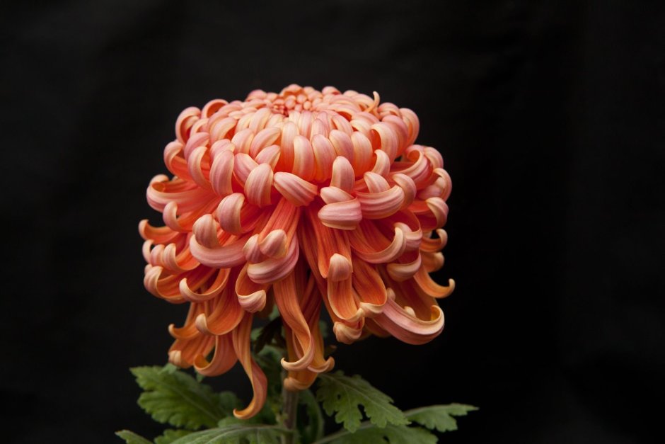 Хризантема Кинг крупноцветковая