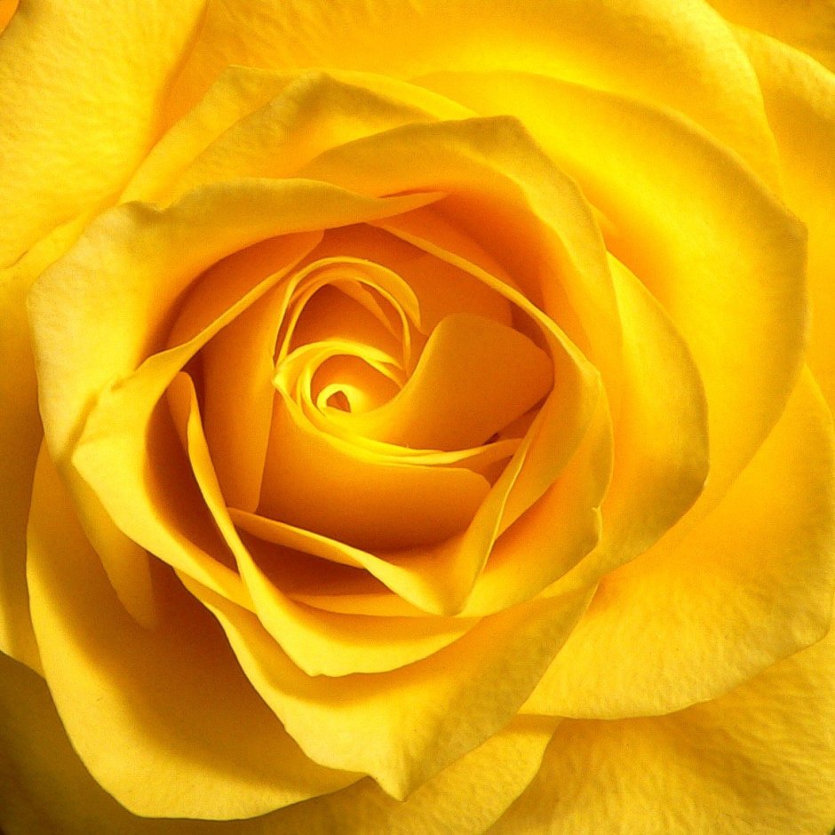Жёлтые розы креативные