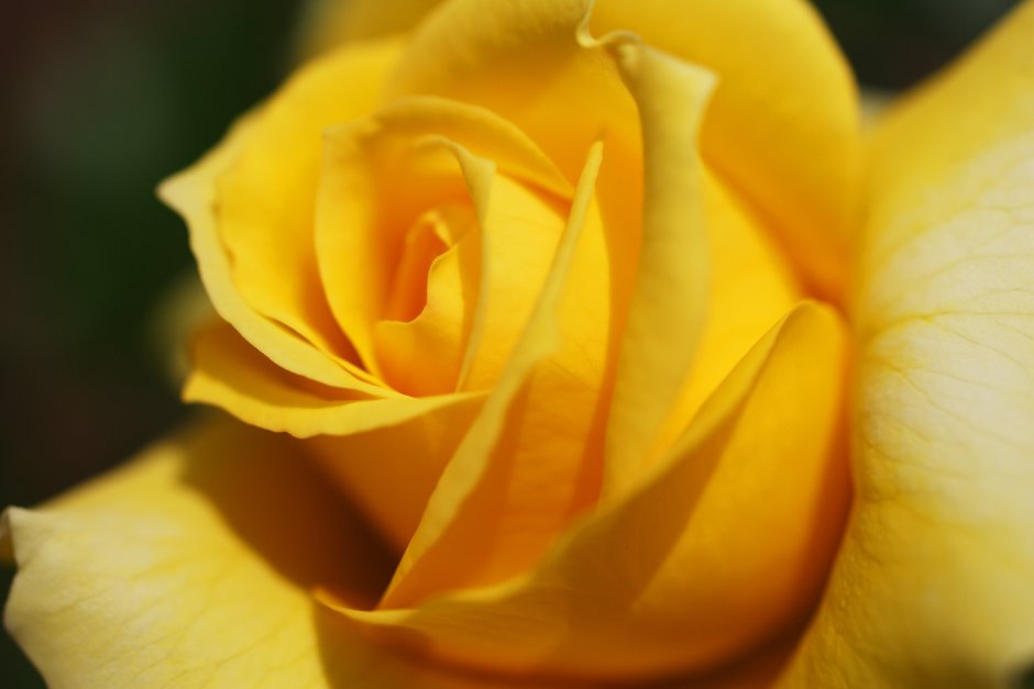 Красивый цветок бутон жёлтый