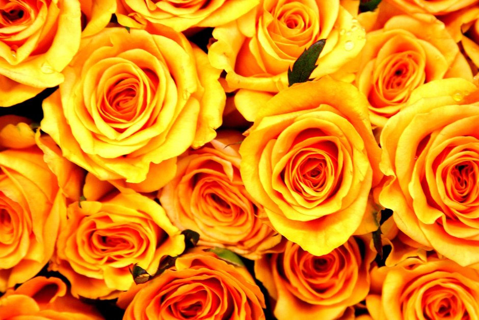 Желтые розы много