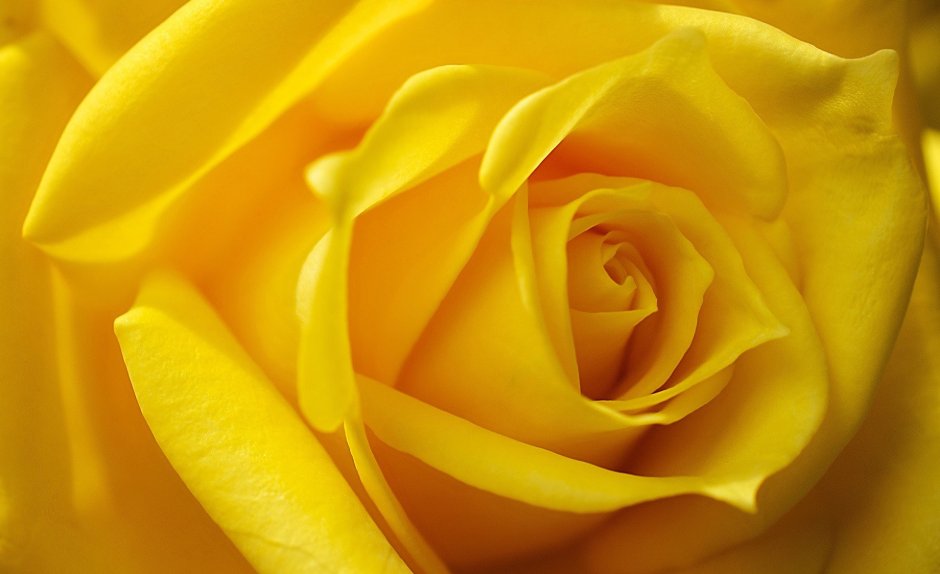 Розы желтого цвета