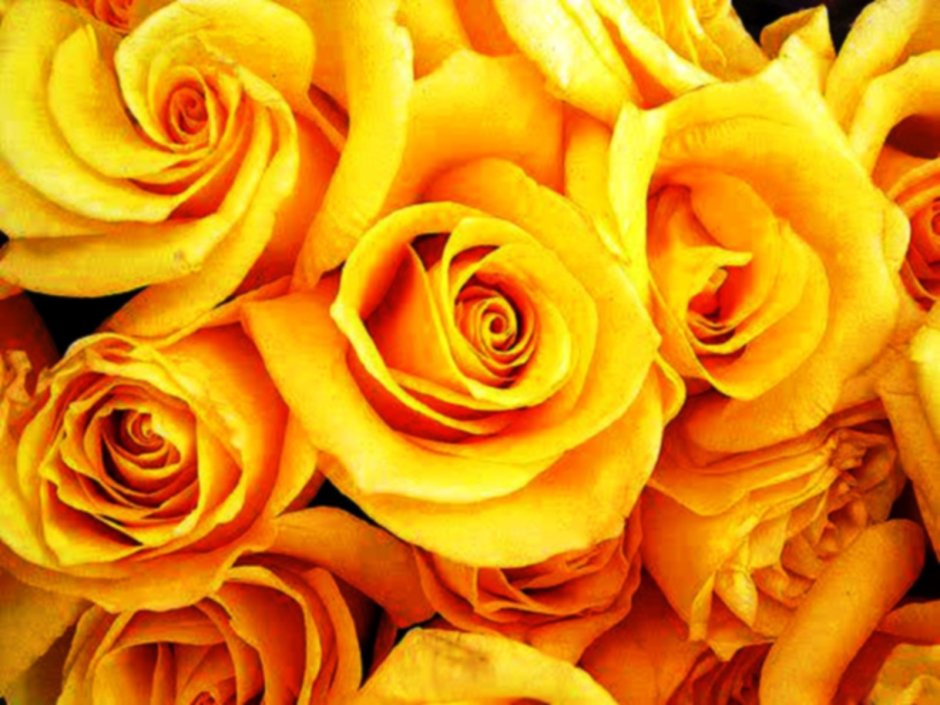 Желтые розы в машине