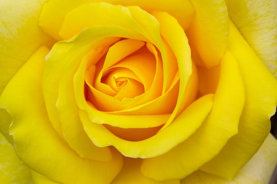 Желтые розы букет Эстетика