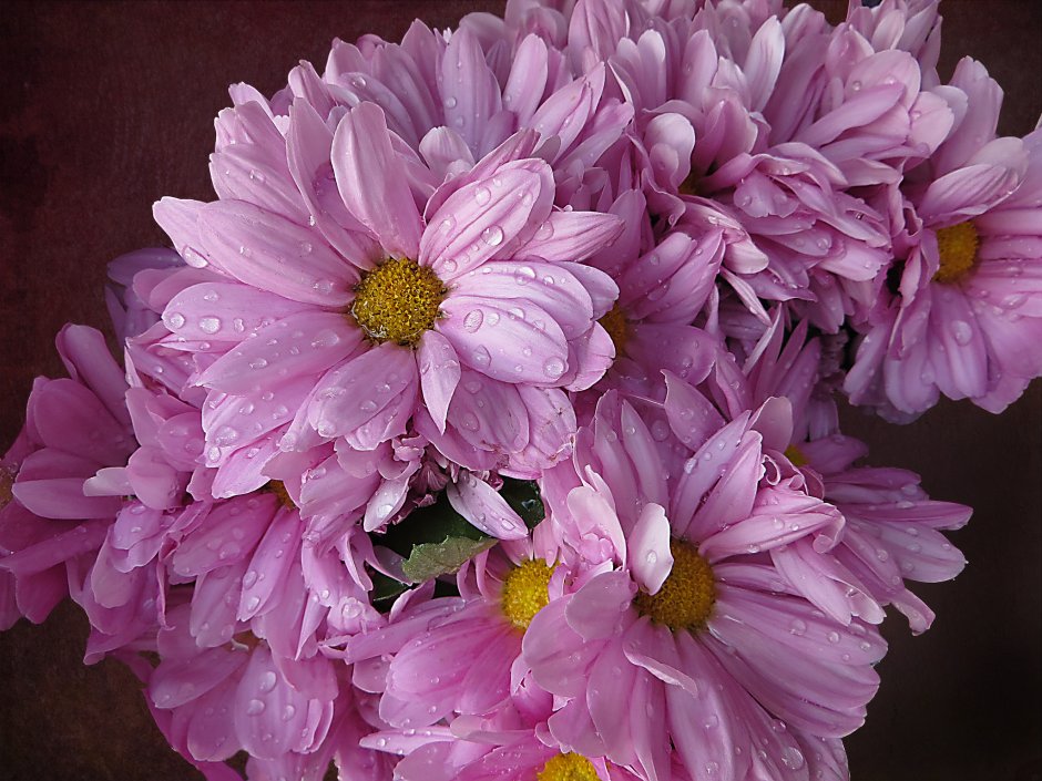Chrysanthemum Allouise Pink