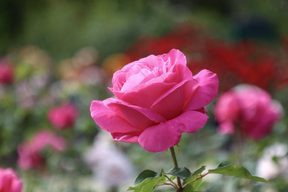 51 Розовая роза Пинк Флоид