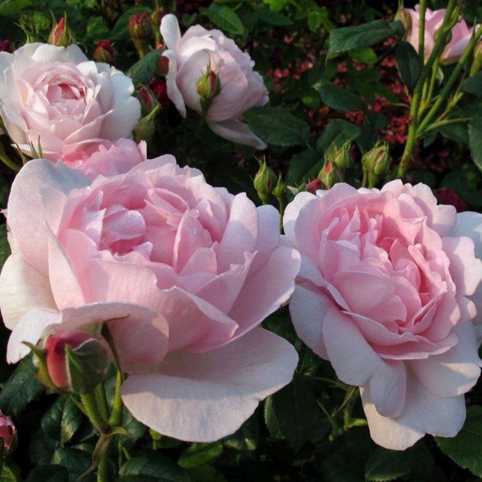 Роза чайно-гибридная Лолита Лемпика