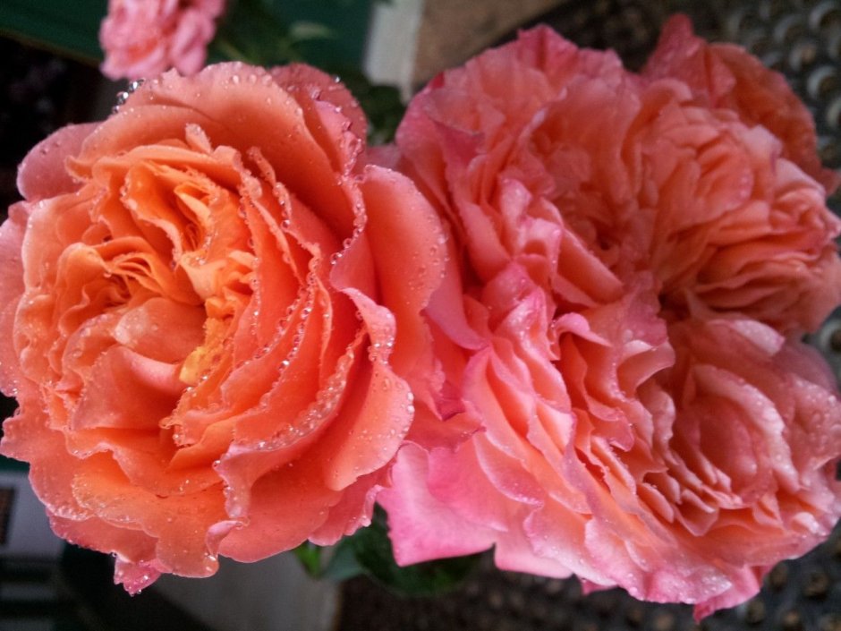 Сорт розы Эмильен Гийо