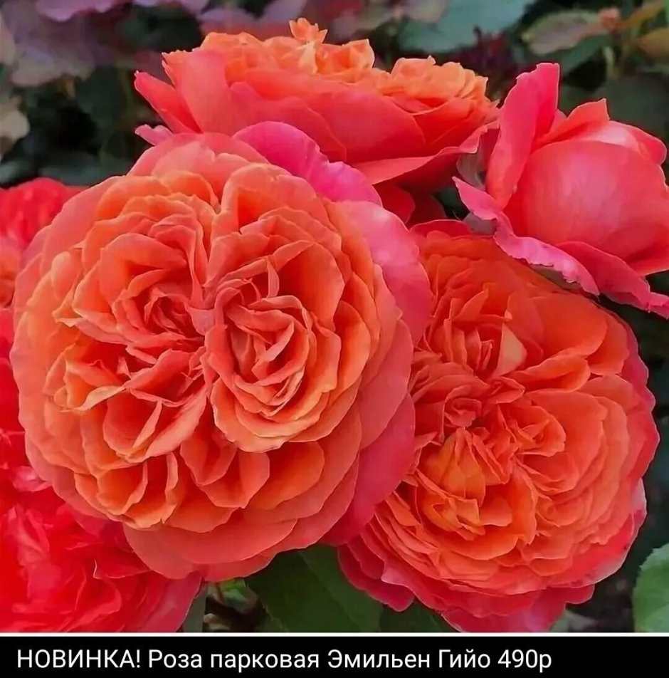 Розы шрабы Эмильен Гийо