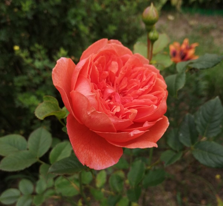 Emilien Guillot роза