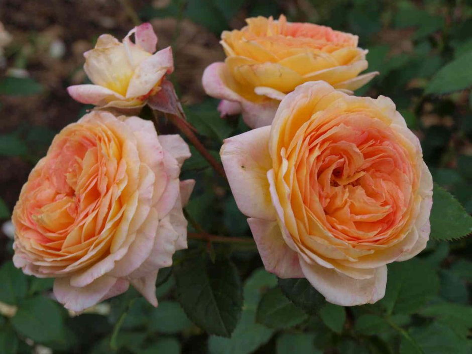 Роза (Rosa Morden Ruby)