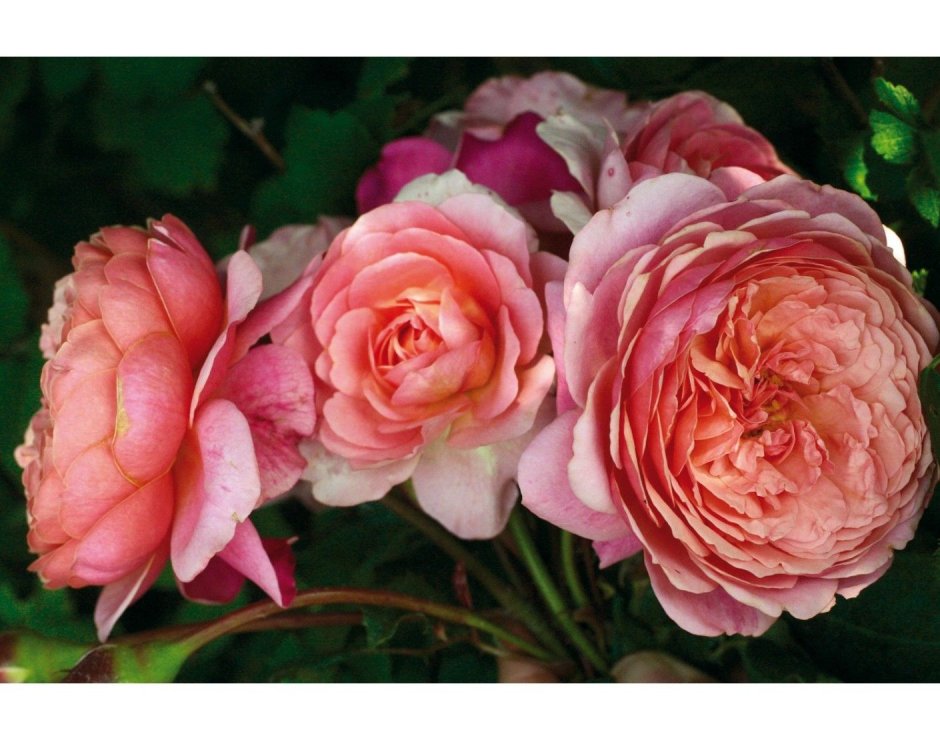 Сорт розы Эмильен Гийо
