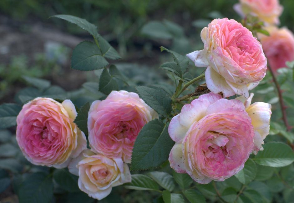 Розы Гийо массад