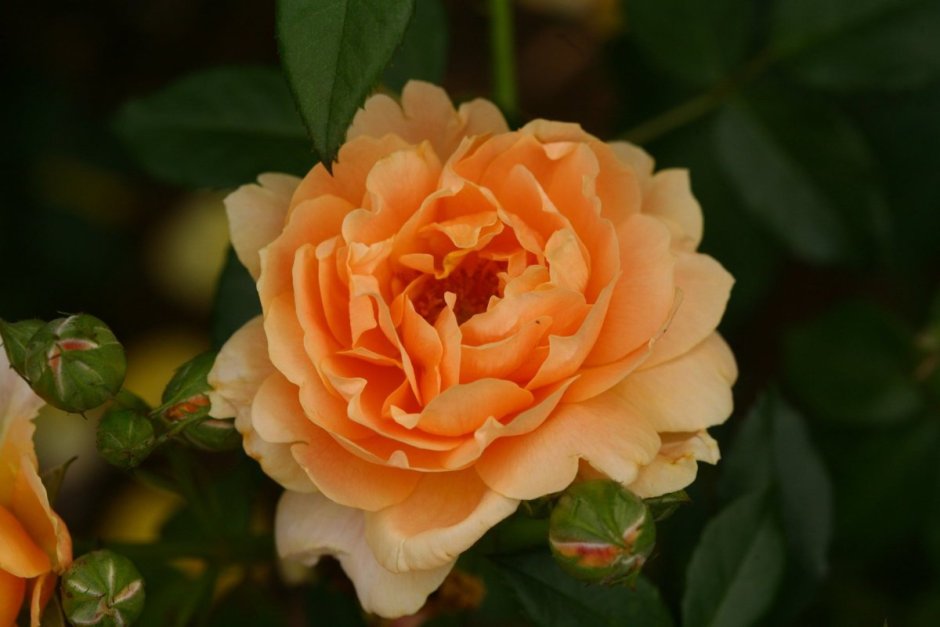 Роза флорибунда Априкот