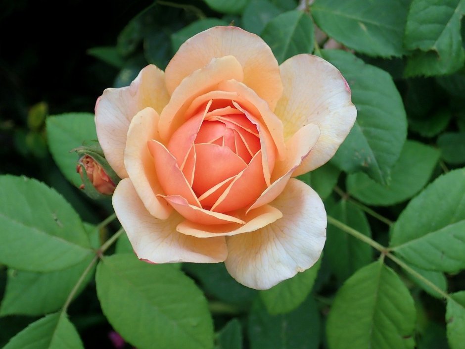 Роза миниатюрная Априкот Клементин