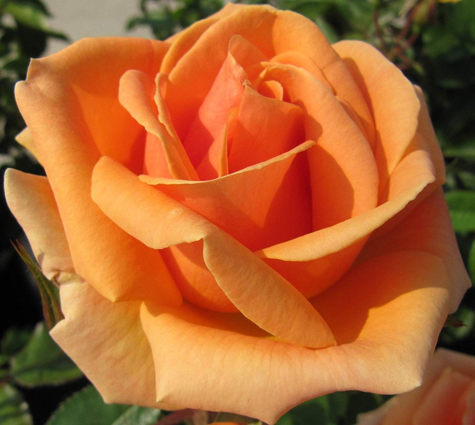 Роза флорибунда Априкот нектар
