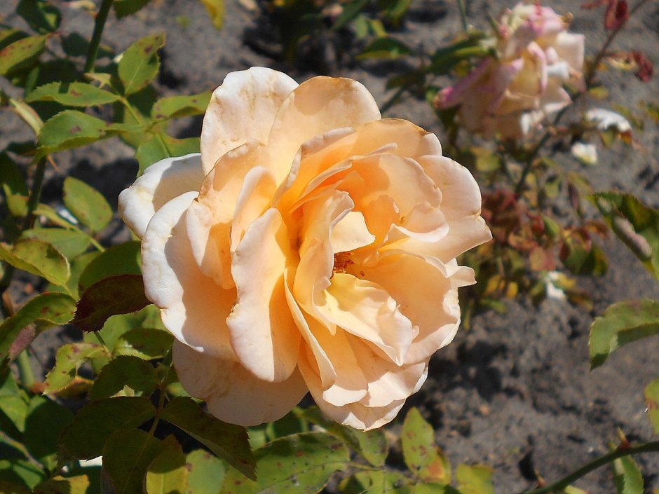 Розы абрикосового цвета флорибунды