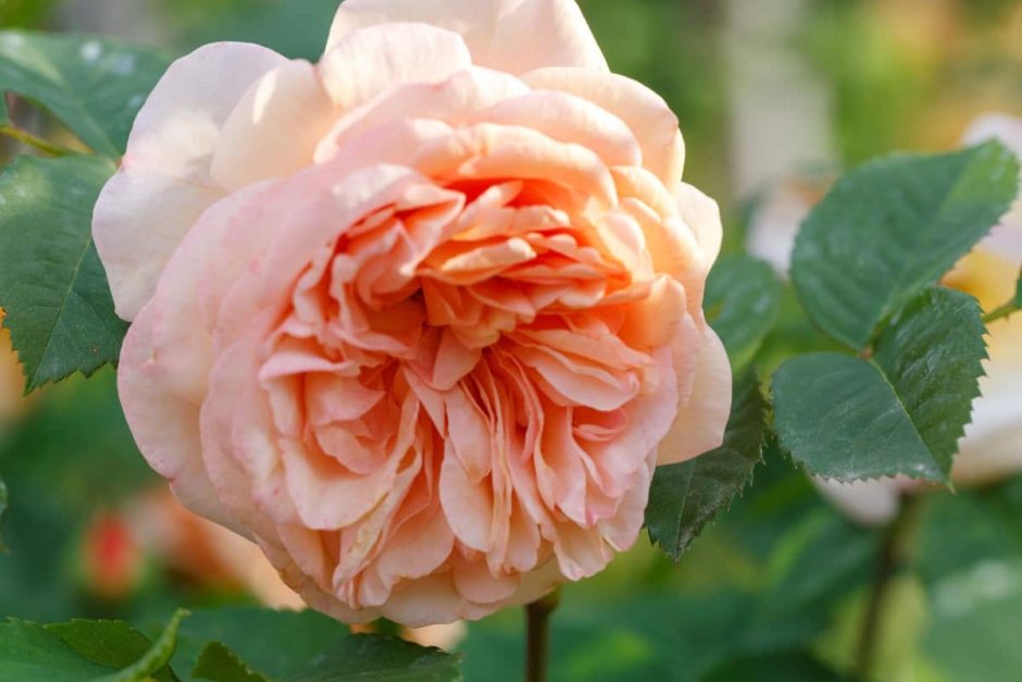 Леди Эмма Гамильтон роза в саду